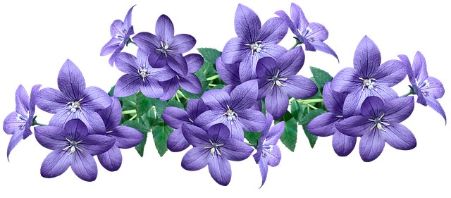 Free flowers blue campanula illustration