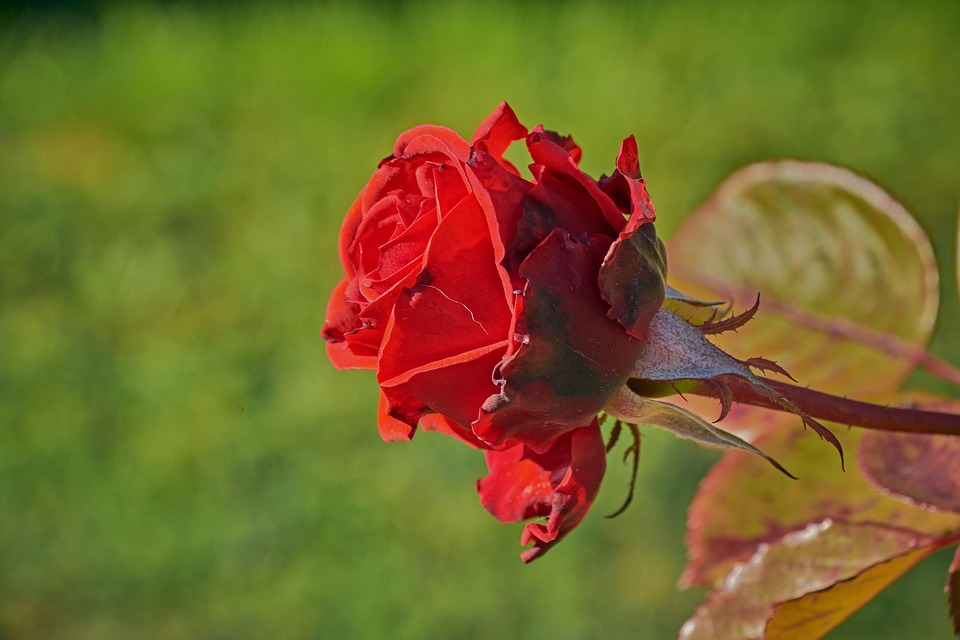 Rød Rose Kronblad Kokong - Gratis foto på Pixabay - Pixabay