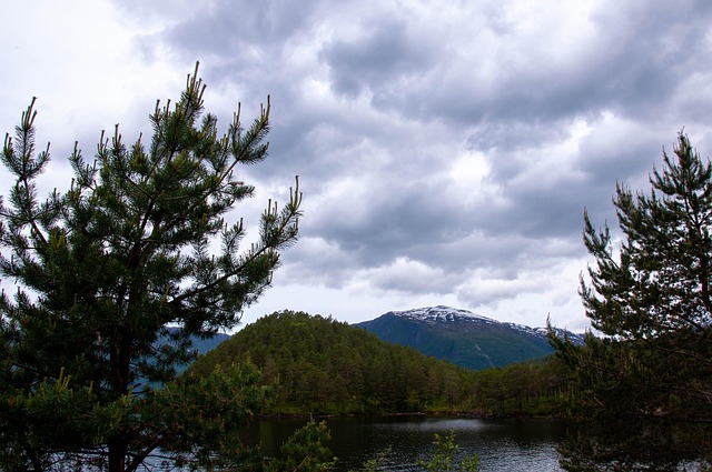 Free Tree Mountain photo and picture