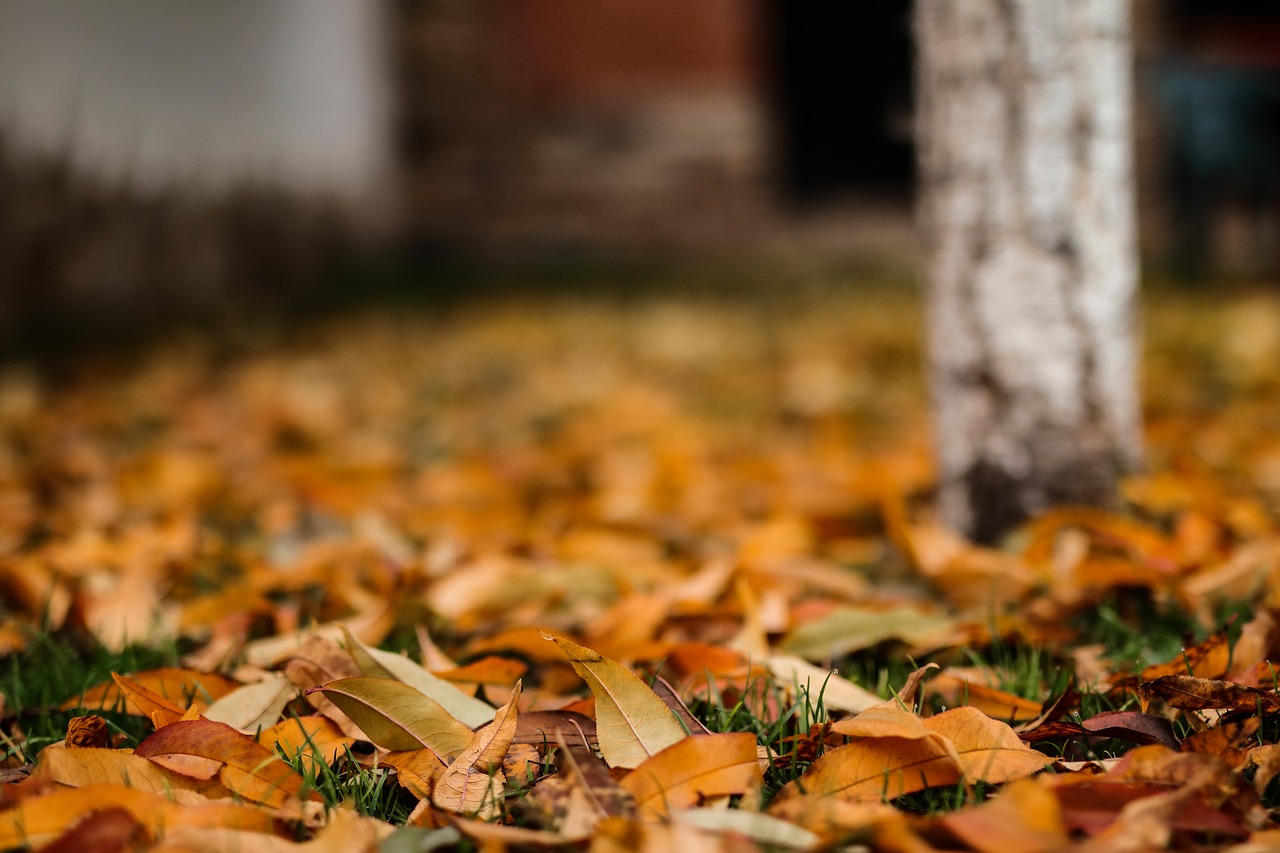 Autumn Leaves Noise - Free photo on Pixabay - Pixabay