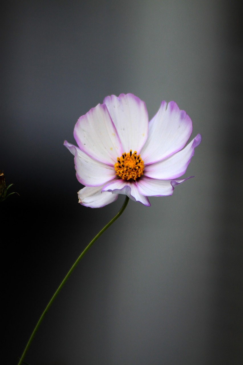 Cosmos Bunga Putih Rumput - Foto gratis di Pixabay - Pixabay