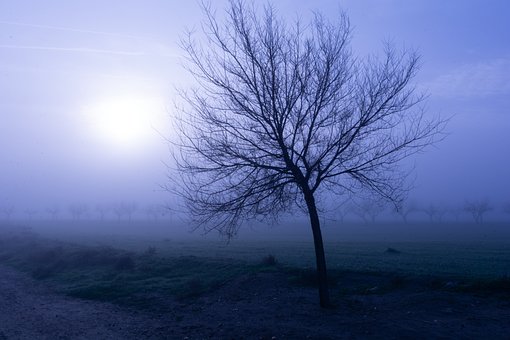 Fog, Træ, Landskab, Natur, Jeg Går