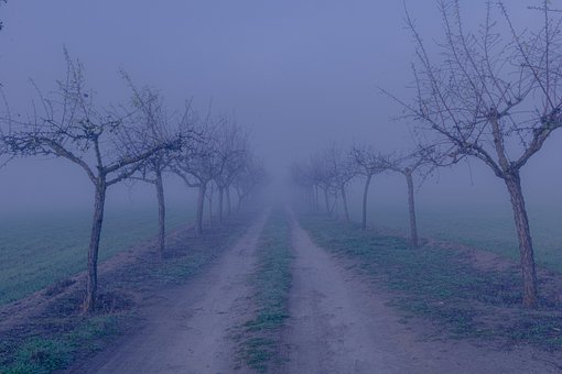 Fog, Træer, Jeg Går, Kold, Natur, Vinter