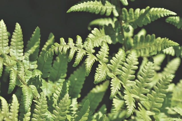 Free Fern Fern Leaf photo and picture