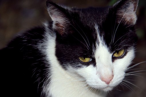 Free Cat Animal photo and picture