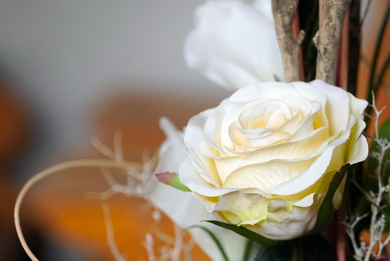 100,000+ Free White Roses & Rose Photos - Pixabay
