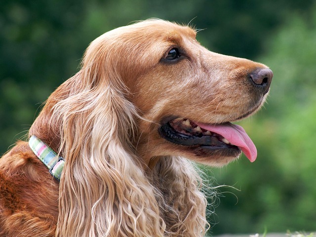 Free Dog Loyalty photo and picture