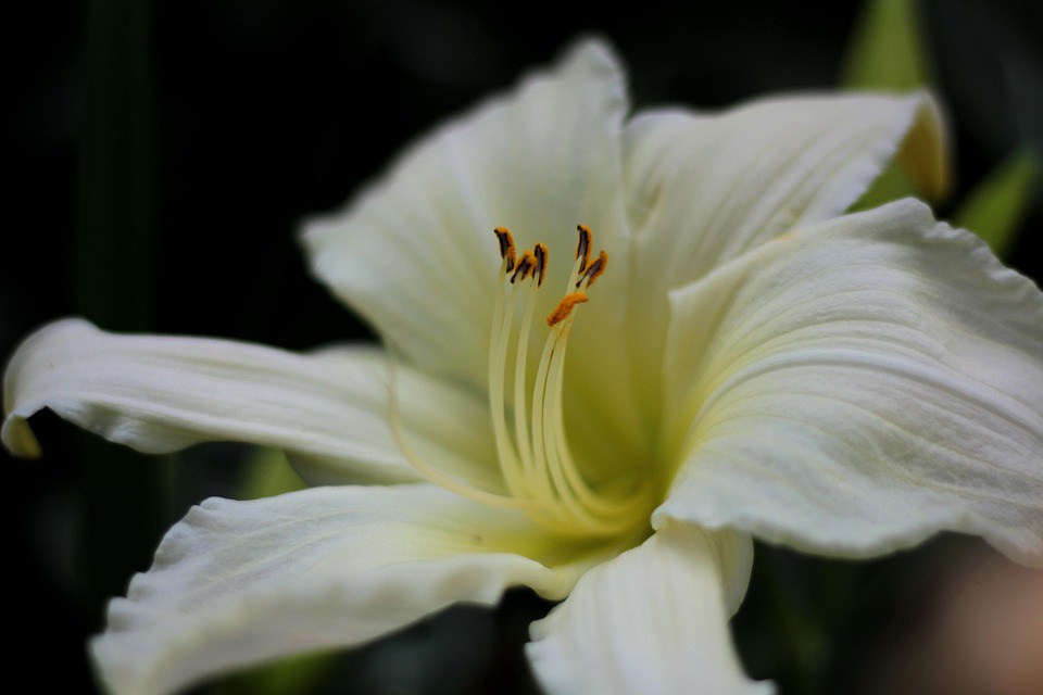 Hemerocallis Ice Carnival Daylily - Free photo on Pixabay - Pixabay