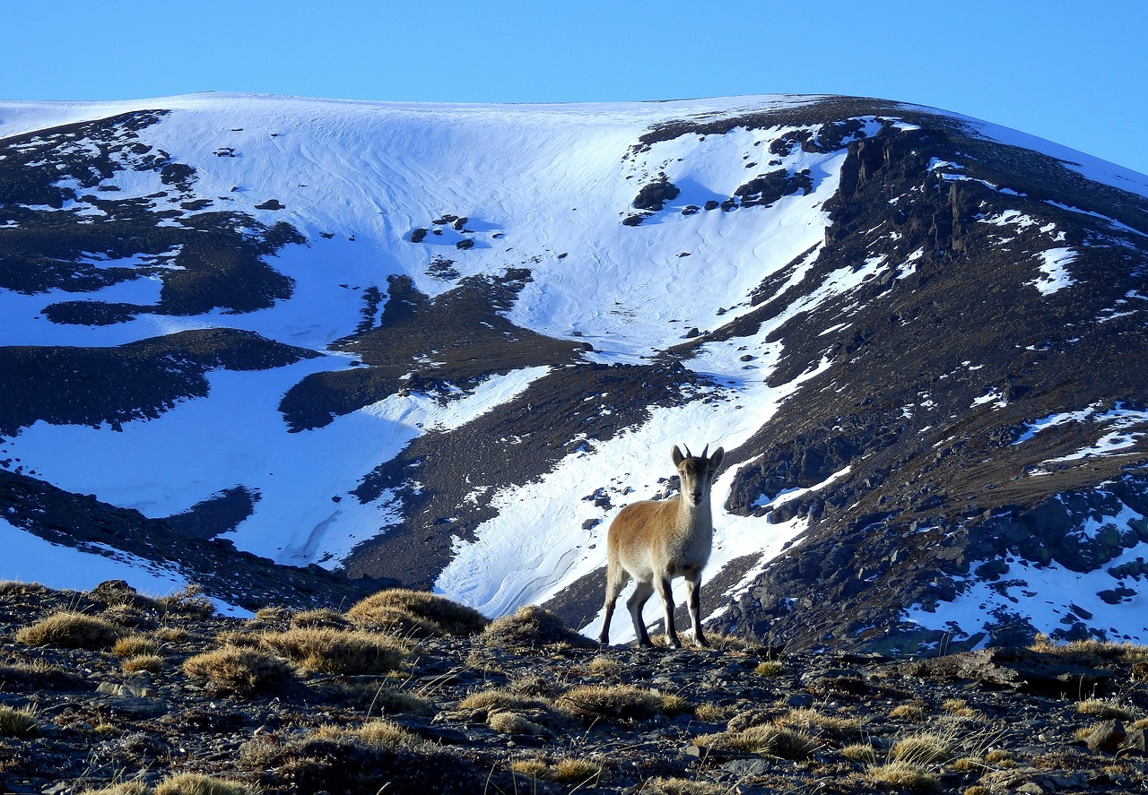 Sierra Nevada Cabra Montesa - Foto gratis en Pixabay - Pixabay