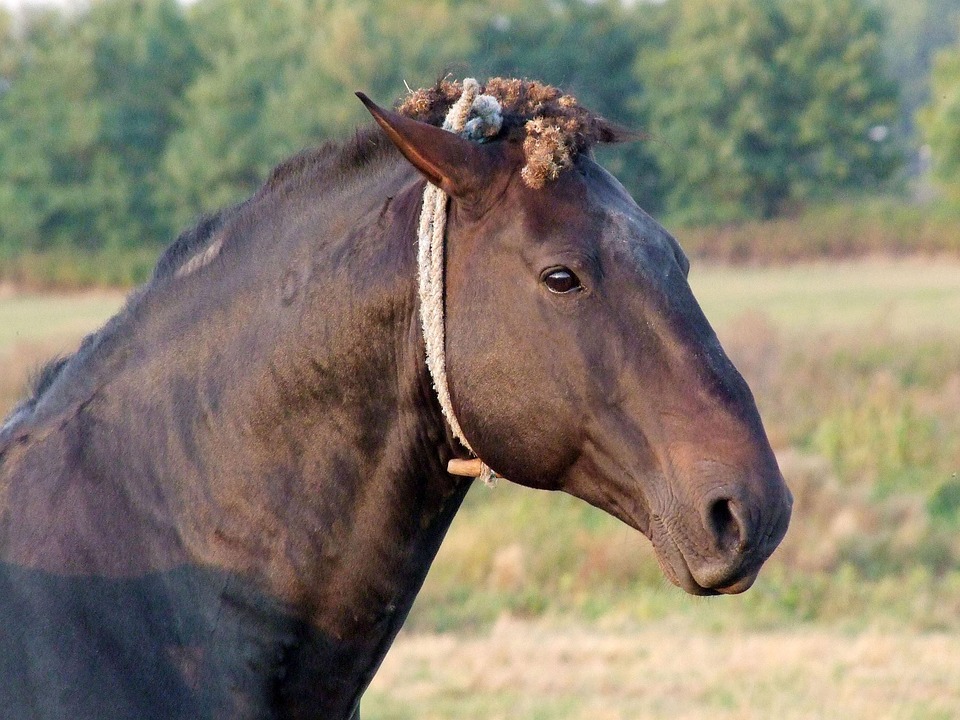 Pferd Tier Huf - Kostenloses Foto auf Pixabay - Pixabay