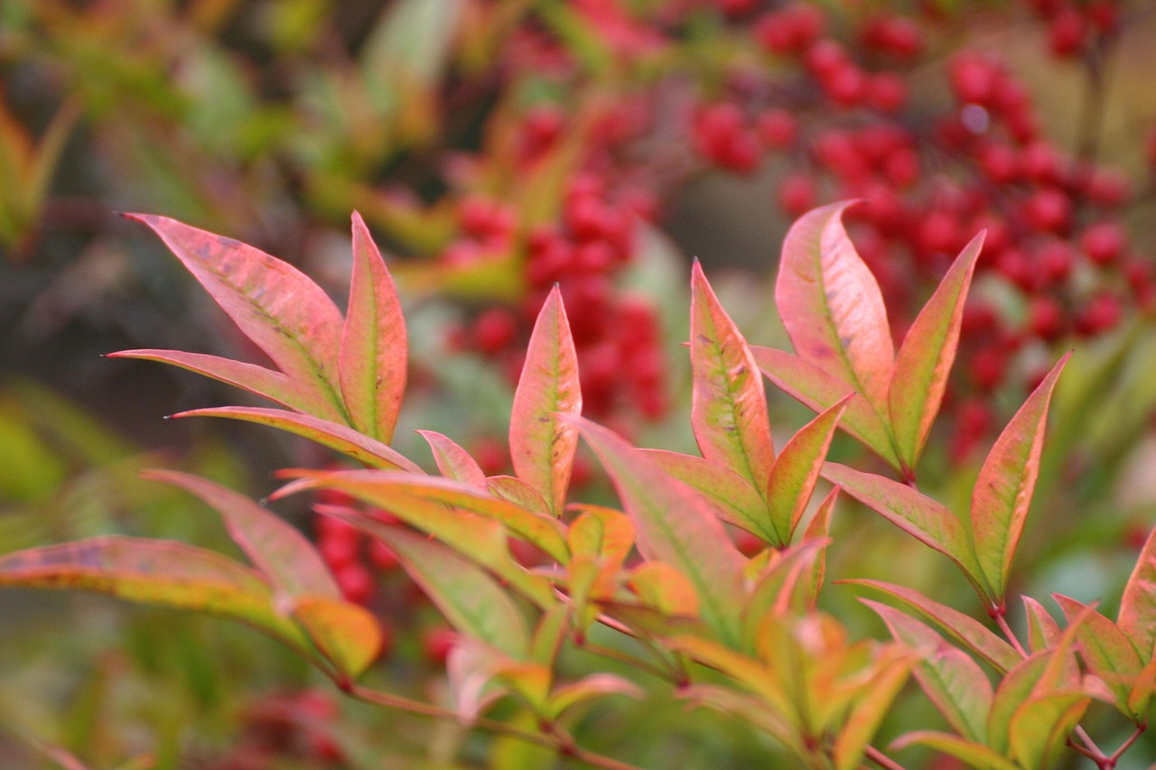 Fall Berry Plant Fall Berry Nature - Free photo on Pixabay - Pixabay