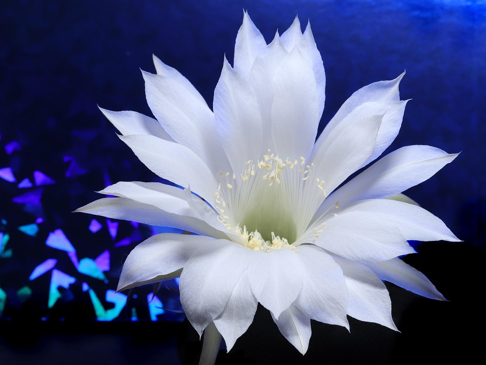 Cactus White Flower - Free photo on Pixabay