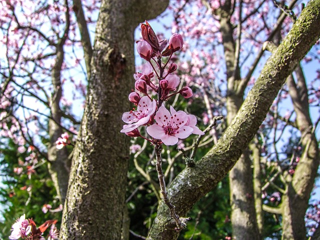 Free Flower Branch photo and picture