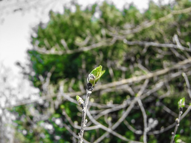 Free Bud Wood photo and picture