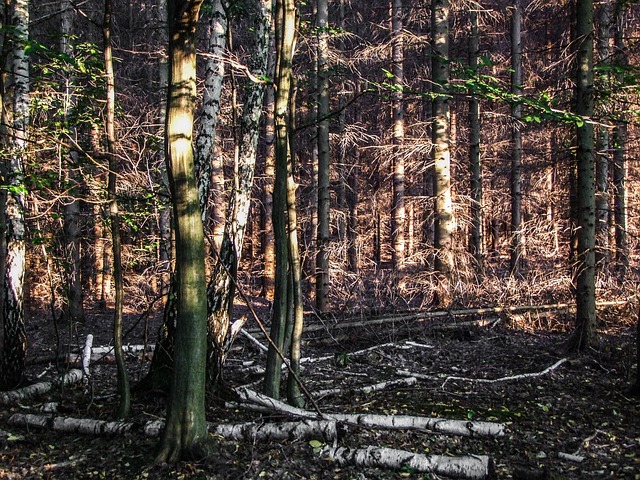 Free Forest Sunlight photo and picture