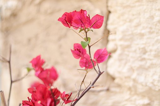 Free Pink Beautiful Flowers photo and picture