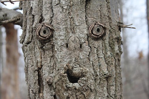 Baum, Gesicht, Wald, Natur, Lächeln