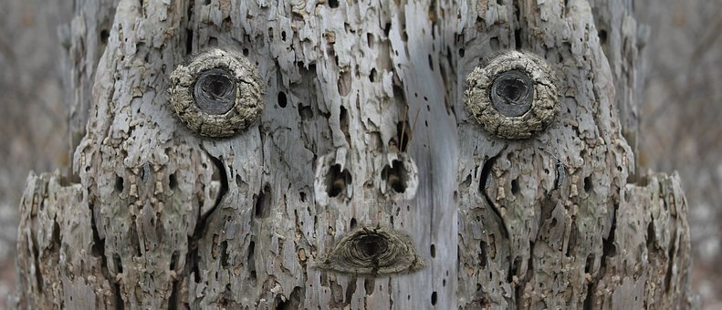 Baum, Gesicht, Wald, Natur, Lächeln