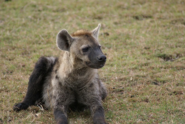 Tiere, Tierwelt, Natur, Raubtier, Afrika