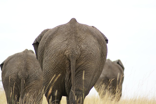 Elefant, Afrika, Safari, Natur, Tierwelt