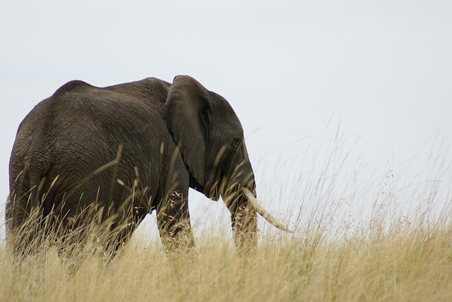 Elefant, Afrika, Safari, Tier, Natur
