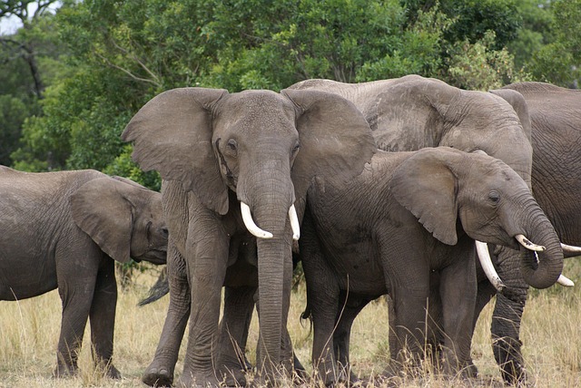 Elefant, Afrika, Safari, Natur, Tierwelt