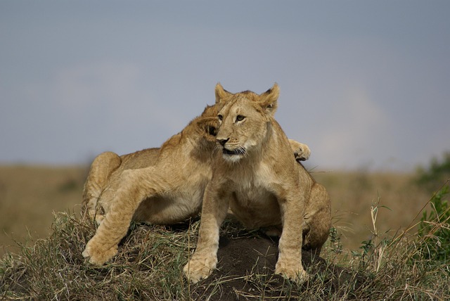 Löwe, Natur, Tier, Katze, Afrika, Safari