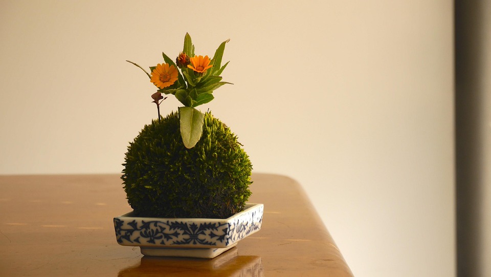 Bola De Musgo, Jardinagem, Planta, Interior, Japão