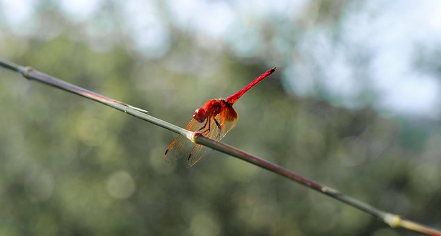 Free Dragonfly Flower Wallpaper photo and picture