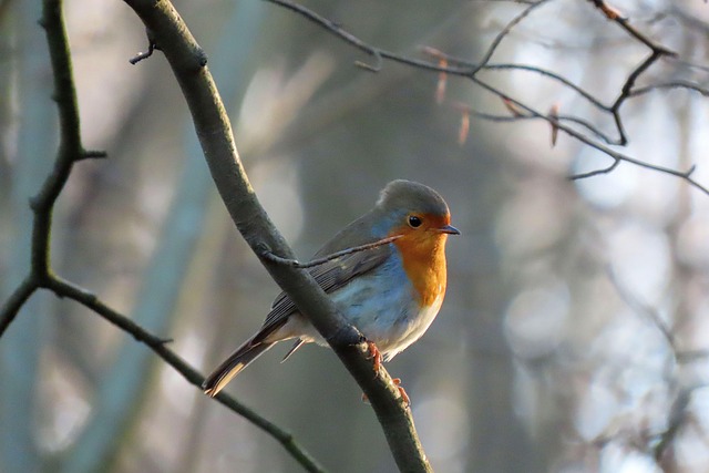 Vogel, Hout, Dieren In Het Wild, Woud