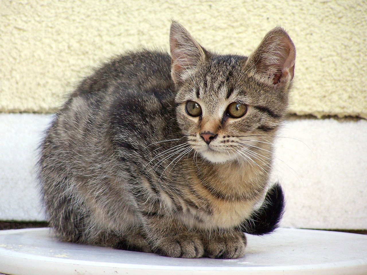 Chaton Chat Animal De Compagnie Photo Gratuite Sur Pixabay