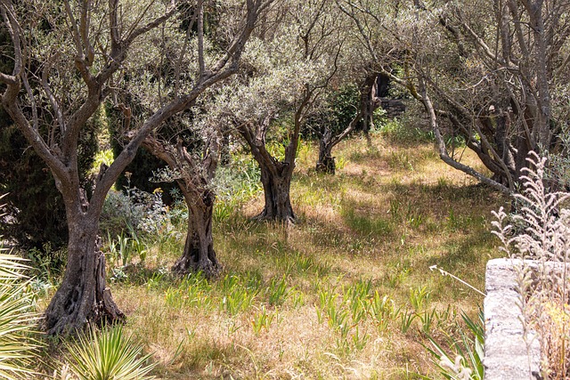 Provence, Avignon, Južné Francúzsko
