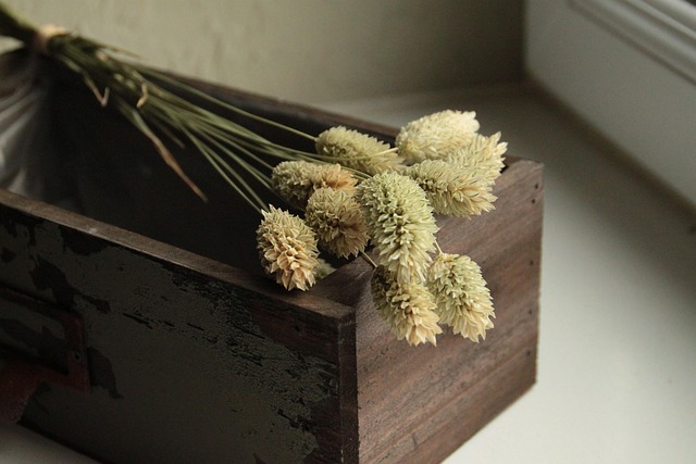 Free Phalaris Graminé photo and picture