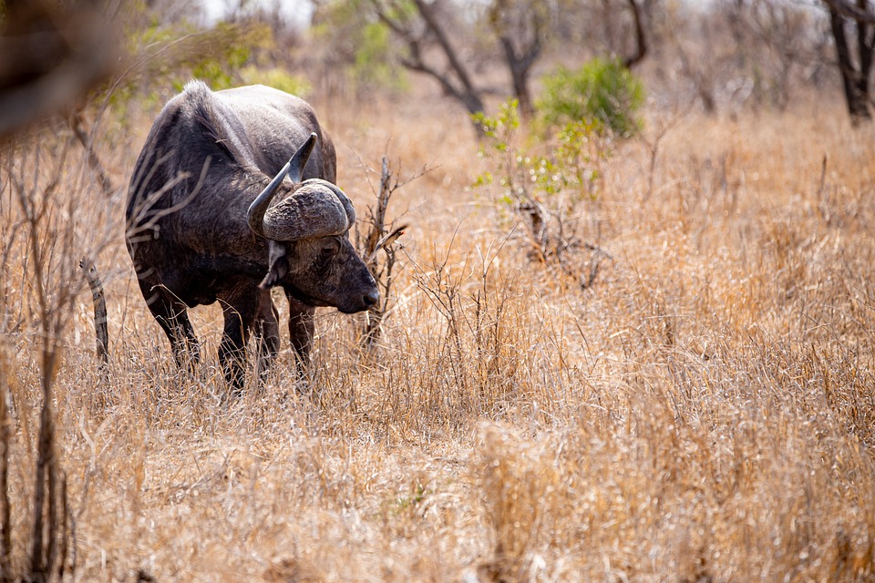 Buffalo Bison Safari South Free Photo On Pixabay