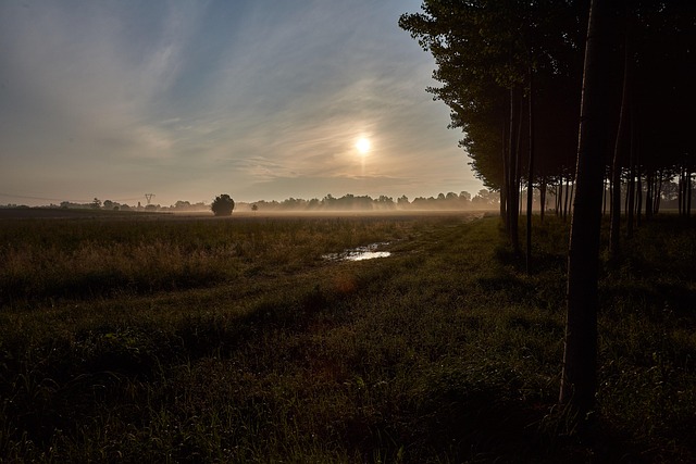 Free Fog Dawn photo and picture
