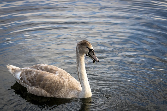 Free Swan Bird photo and picture