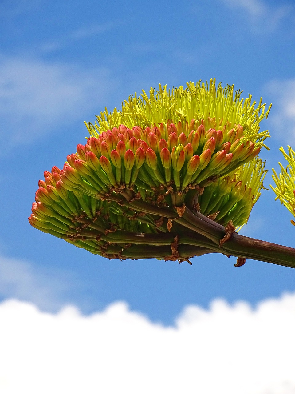 300+ Free Agave &amp; Nature Images - Pixabay