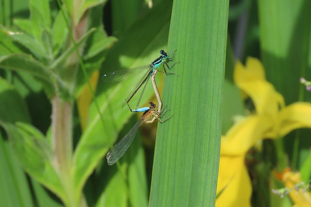 Libel, Natuur, Insect