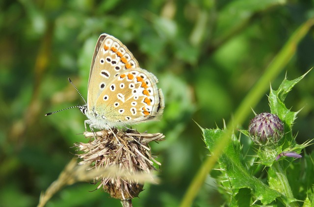 Vlinder, Natuur, Insect, Dier, Vleugel