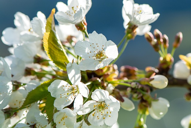Kirschblüte, Natur, Frühling, Kirschbaum