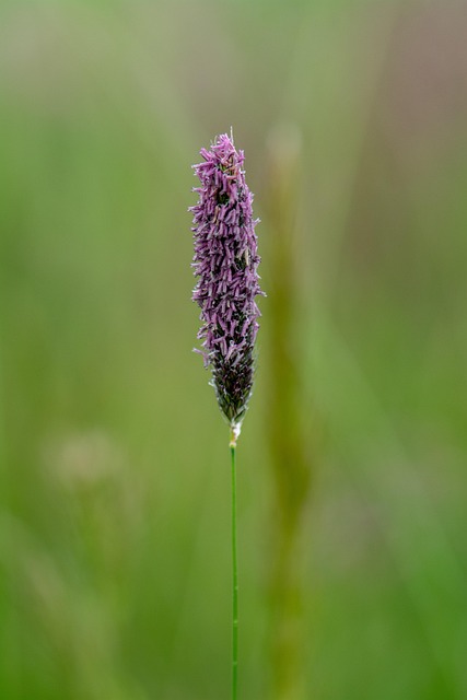 Gras, Natur, Wiese, Sommer