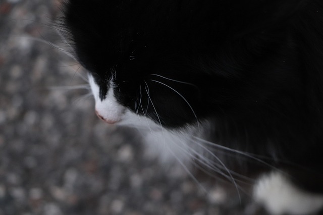 Gato, Naturaleza, Negro, Blanco, Blanca