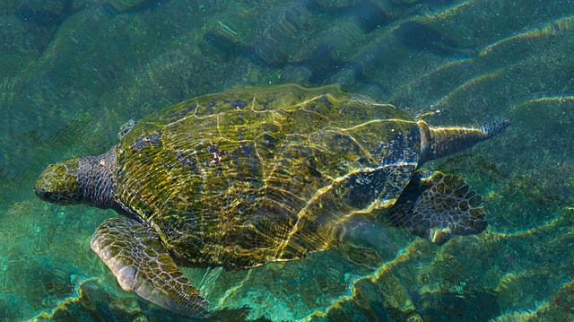 Zee Schildpad, Rode Zee, Eilat, Israël