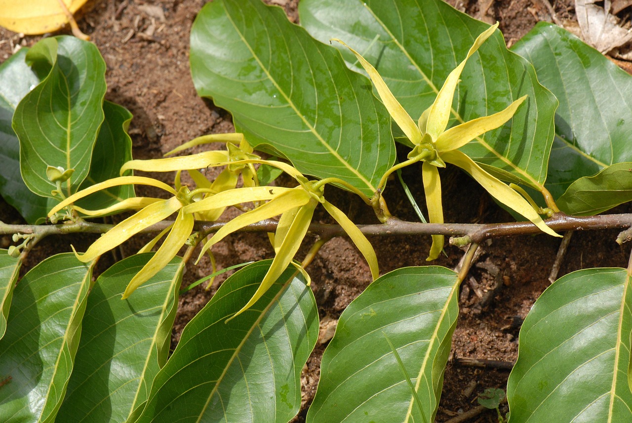 Más de 7 fotos de Flor De YlangYlang y Ylang Ylang gratis Pixabay
