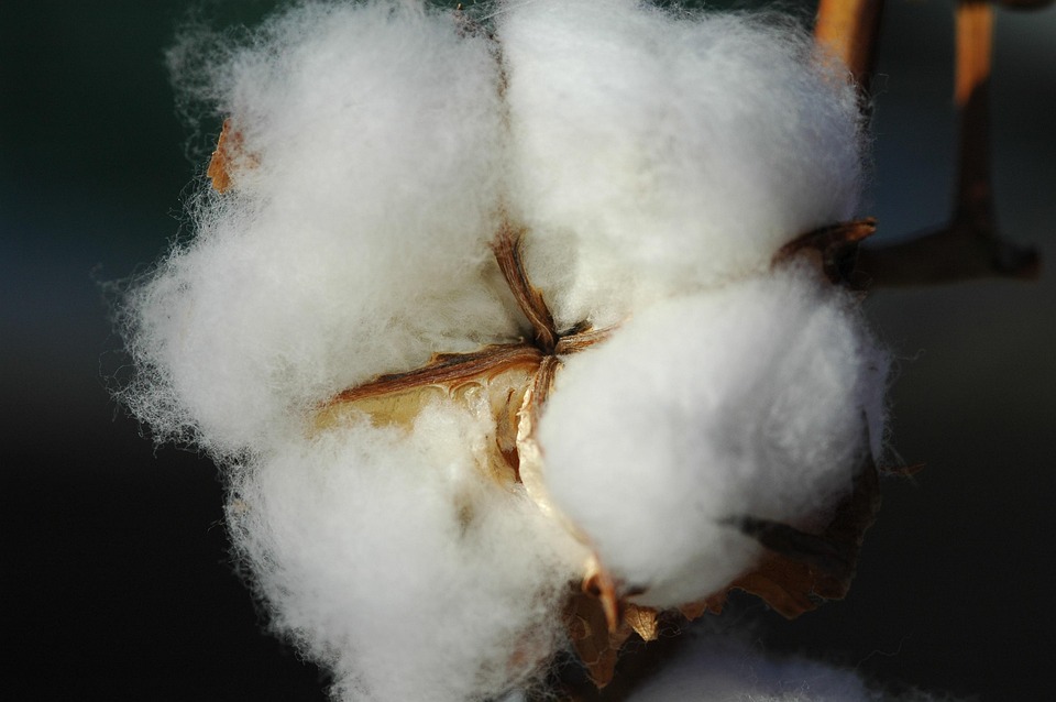 Cotton Plant - Free photo on Pixabay