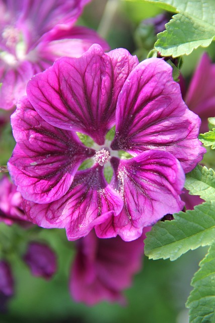 Free Flower Nature photo and picture