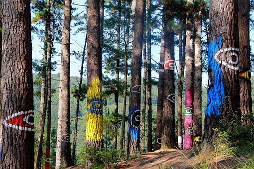 Free Forest Nature photo and picture
