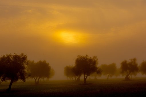 Fog, Skat, Landskab, Solopgang, Natur