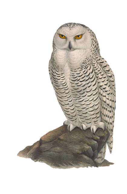Free bird owl animal illustration