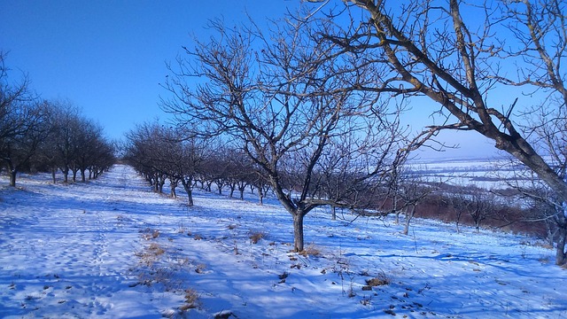 Garten, Bäume, Landschaft, Foto, Natur